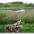 Sechelt Mine Wetland